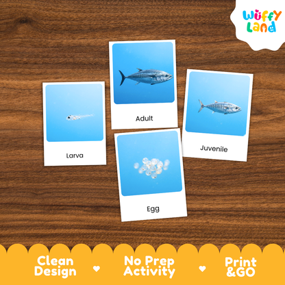 Tuna Life Cycle Flashcards 3 Part Cards Montessori Science Printable