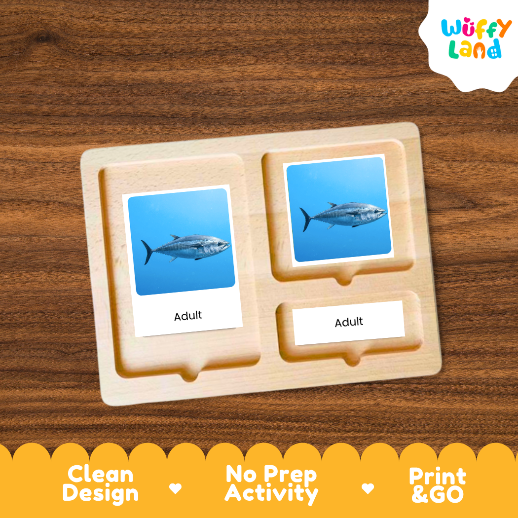 Tuna Life Cycle Flashcards 3 Part Cards Montessori Science Printable