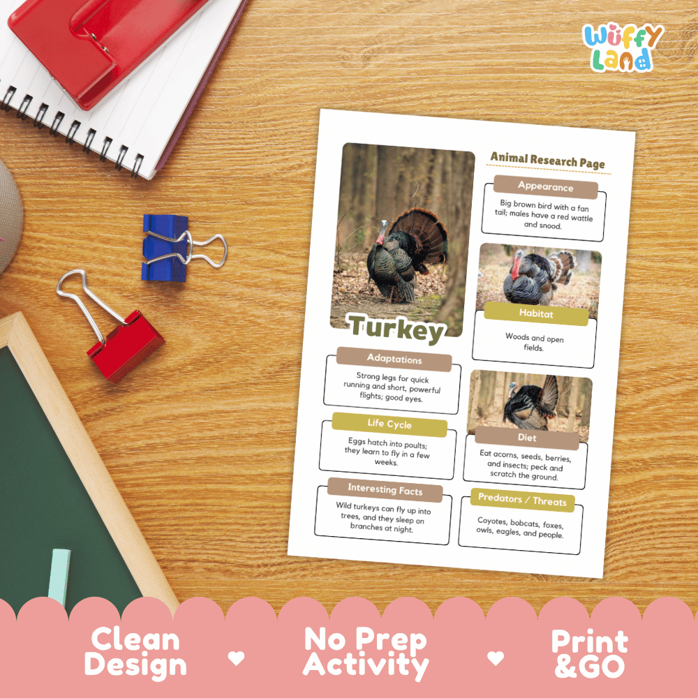 A printed animal research page about turkey displayed on a wooden desk, surrounded by school supplies including a red notebook, binder clips, and a chalkboard. The page has a clean design with text sections, photos of turkeys, and labeled boxes.
