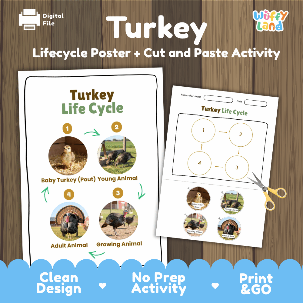 Turkey Life Cycle Poster and Cut and Paste Activity Worksheets