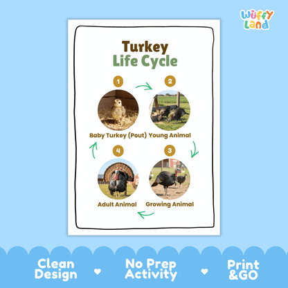 Turkey Life Cycle Poster and Cut and Paste Activity Worksheets