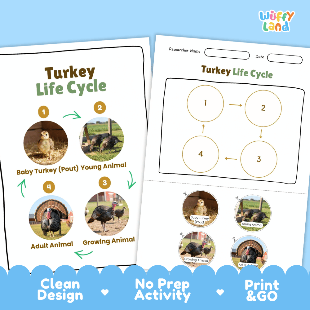 Turkey Life Cycle Poster and Cut and Paste Activity Worksheets