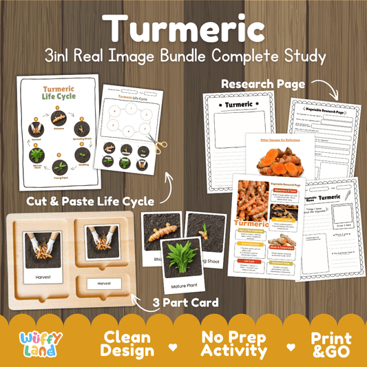 Turmeric 3in1 real image bundle complete study printable featuring life cycle cut and paste worksheets, Montessori 3-part cards, and research pages