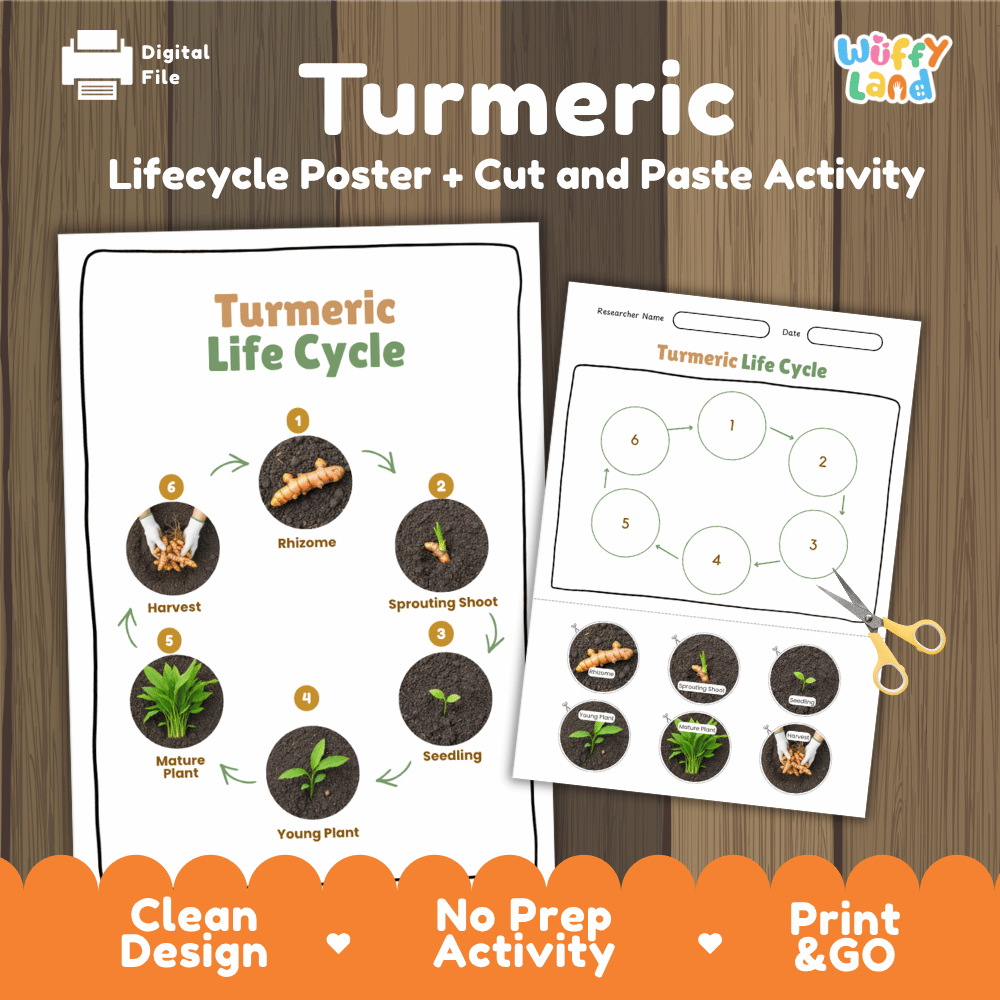 Turmeric Lifecycle Poster and Cut and Paste Activity Worksheets | Plant Science Printables