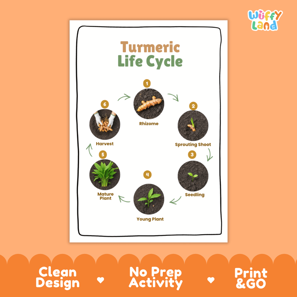 Turmeric Lifecycle Poster and Cut and Paste Activity Worksheets | Plant Science Printables