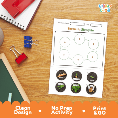 Turmeric Lifecycle Poster and Cut and Paste Activity Worksheets | Plant Science Printables
