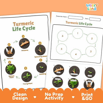 Turmeric Lifecycle Poster and Cut and Paste Activity Worksheets | Plant Science Printables