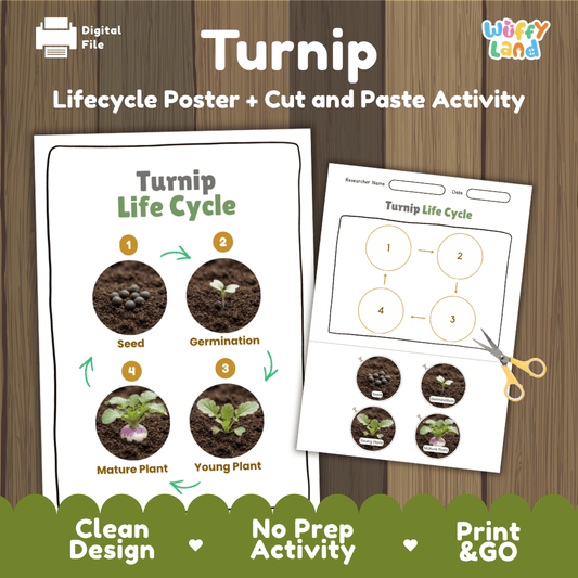 Turnip plant life cycle educational printable pack cover showing visual reference poster and cut and paste sequencing worksheet with real photography