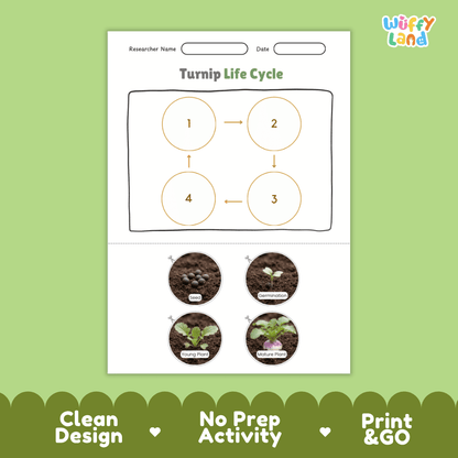 Educational reference poster showing four realistic photo stages of a turnip life cycle including seed, germination, young plant, and mature plant