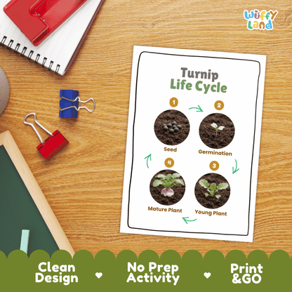 Hands-on cut and paste science worksheet for students to cut real photo tokens and sequence turnip growth stages onto numbered circles