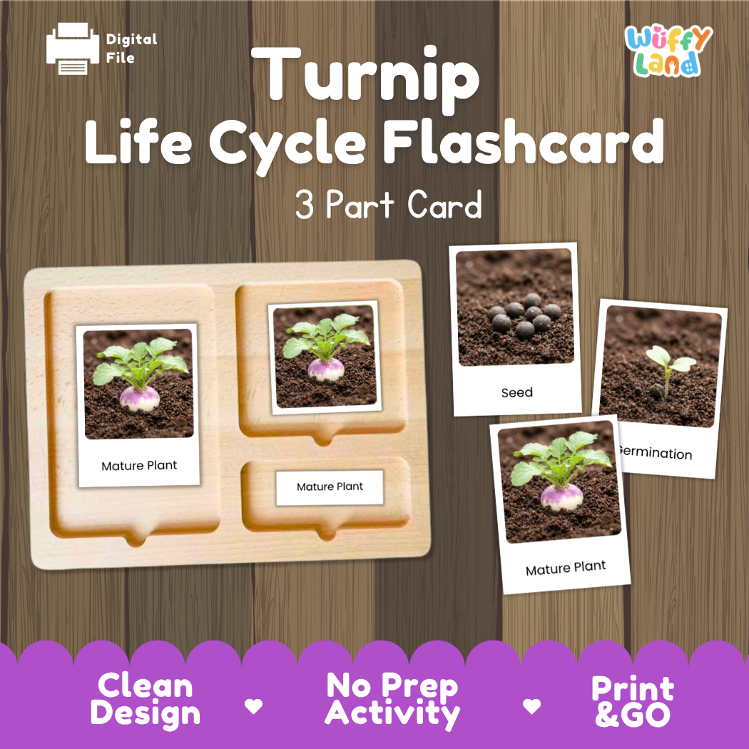 Digital product preview of a 'Turnip Life Cycle Flashcard' set by Wiffy Land, showing a wooden 3-part card tray with labeled photos of turnip stages, on a wood-grain background with promotional text.