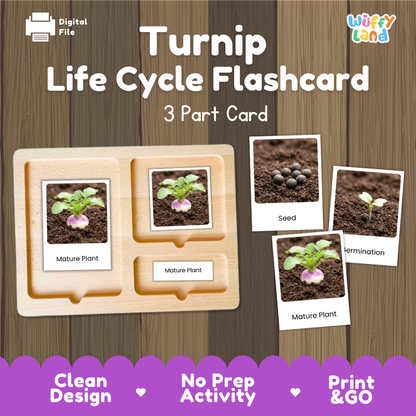 Digital product preview of a 'Turnip Life Cycle Flashcard' set by Wiffy Land, showing a wooden 3-part card tray with labeled photos of turnip stages, on a wood-grain background with promotional text.