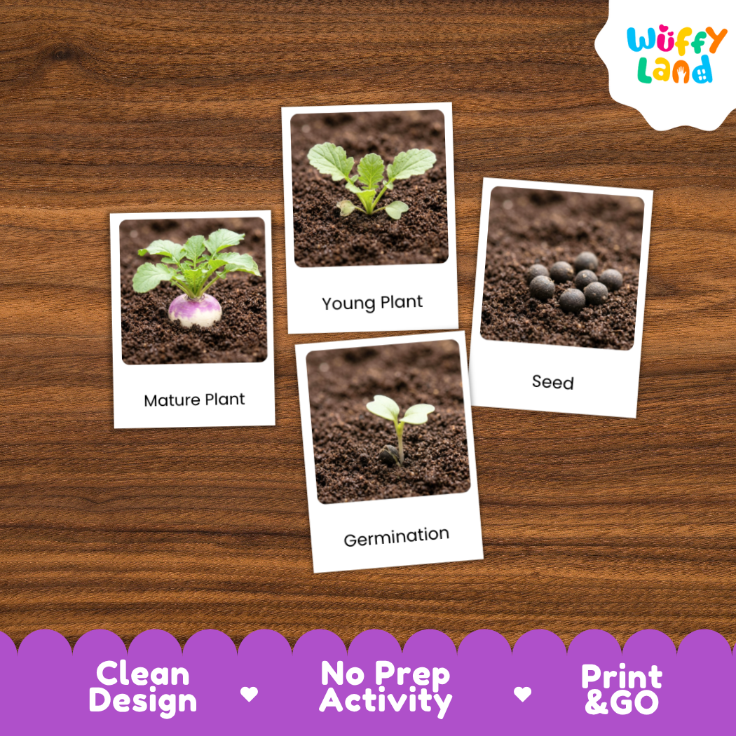 Turnip Life Cycle Flashcards 3 Part Cards Montessori Science Printable