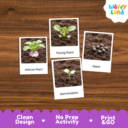 Turnip Life Cycle Flashcards 3 Part Cards Montessori Science Printable