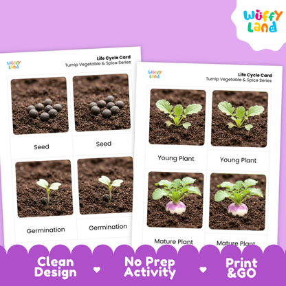 Two printed activity cards showing the life cycle of a turnip vegetable and spice series, with labeled stages for seed, germination, young plant, and mature plant. The cards are shown on a purple background with marketing text at the bottom and a Wiffly Land logo in the top right.