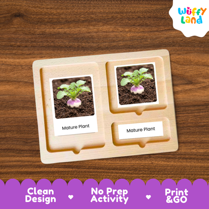 A wooden Montessori-style activity tray with two labeled slots reading 'Mature Plant,' shown on a wood-grain background. The tray contains small printed photos of a turnip plant in soil.