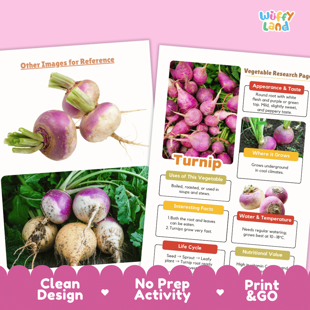 Turnip Vegetable Research Page Science Worksheets and Fact Sheet