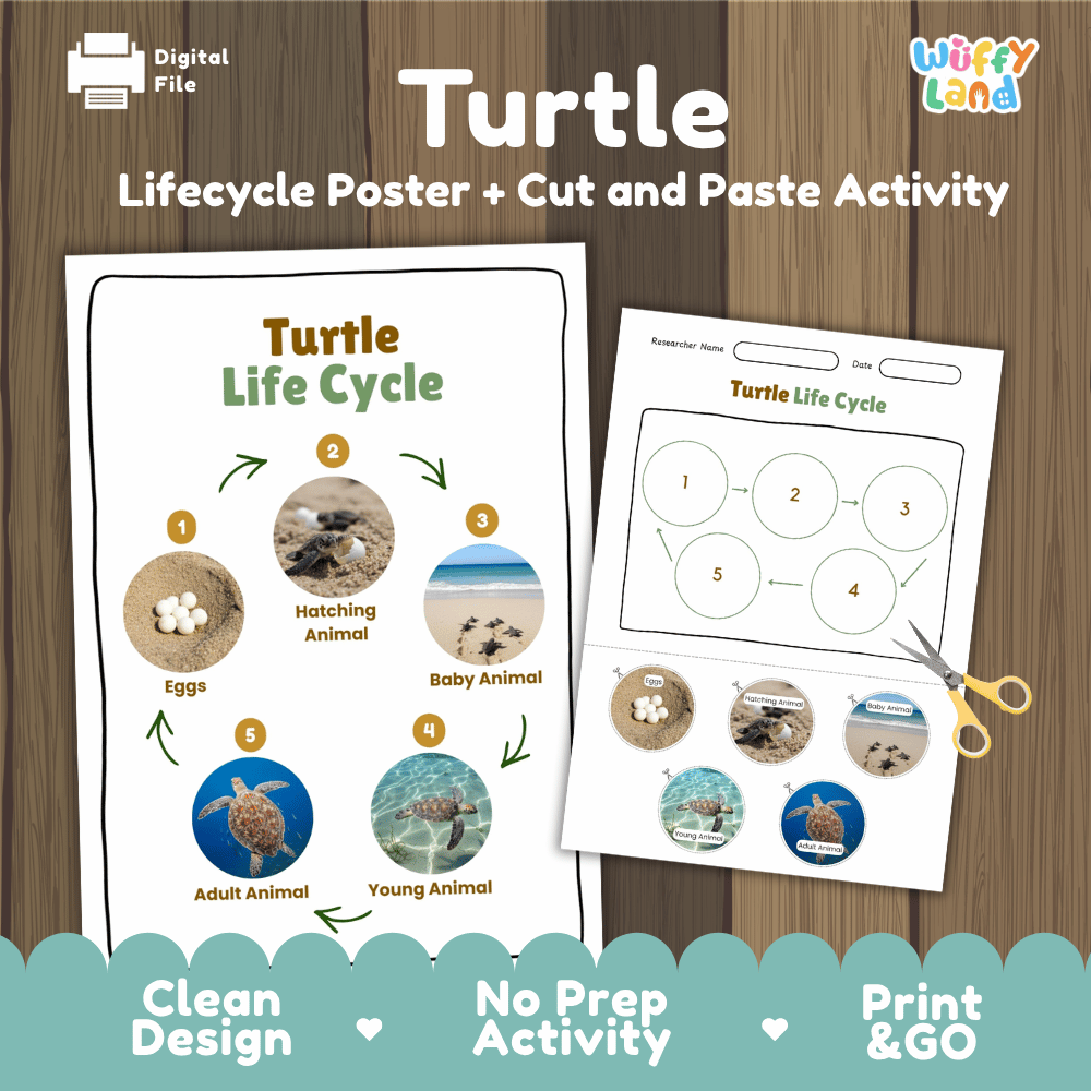 Turtle Lifecycle Poster and Cut and Paste Activity Worksheets | Ocean Animal Science Printables