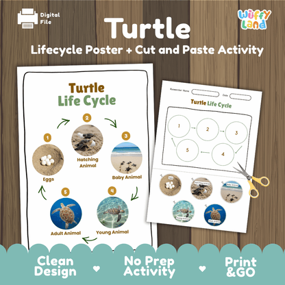 Turtle Lifecycle Poster and Cut and Paste Activity Worksheets | Ocean Animal Science Printables