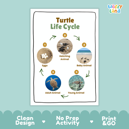 Turtle Lifecycle Poster and Cut and Paste Activity Worksheets | Ocean Animal Science Printables