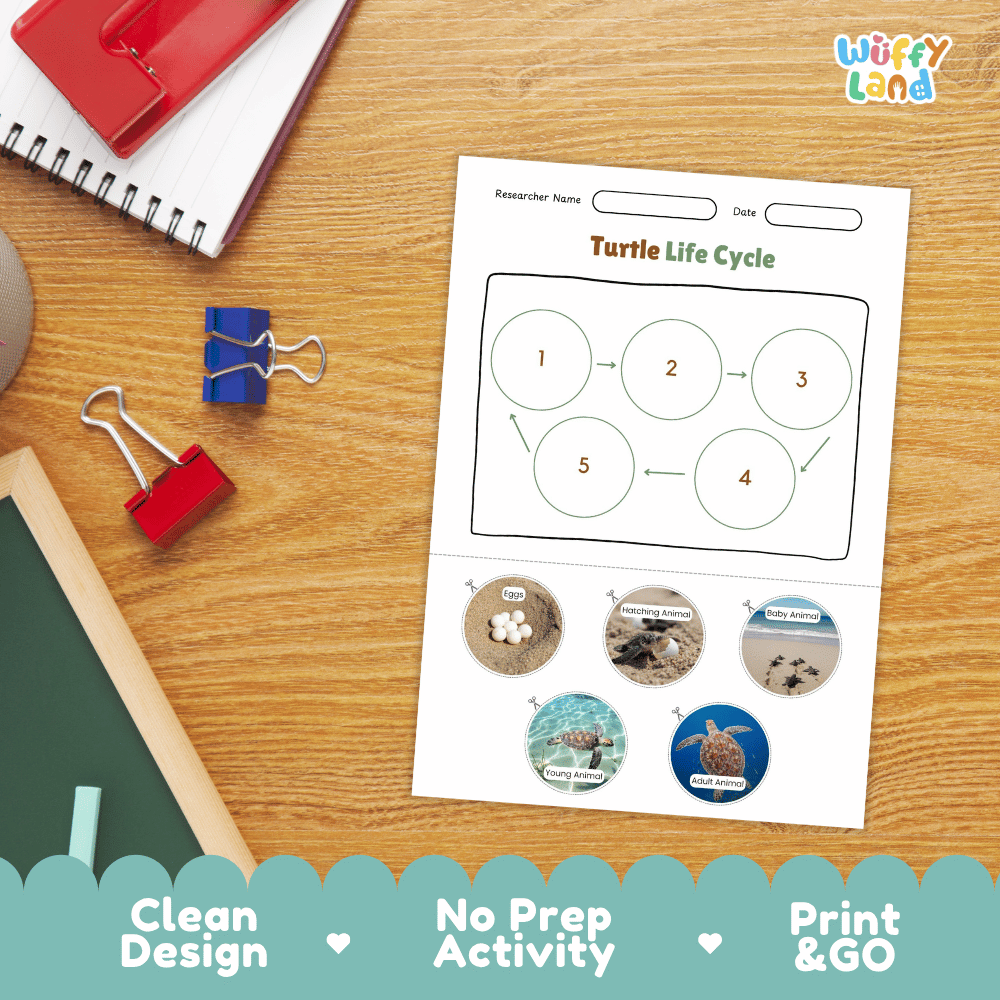 Turtle Lifecycle Poster and Cut and Paste Activity Worksheets | Ocean Animal Science Printables