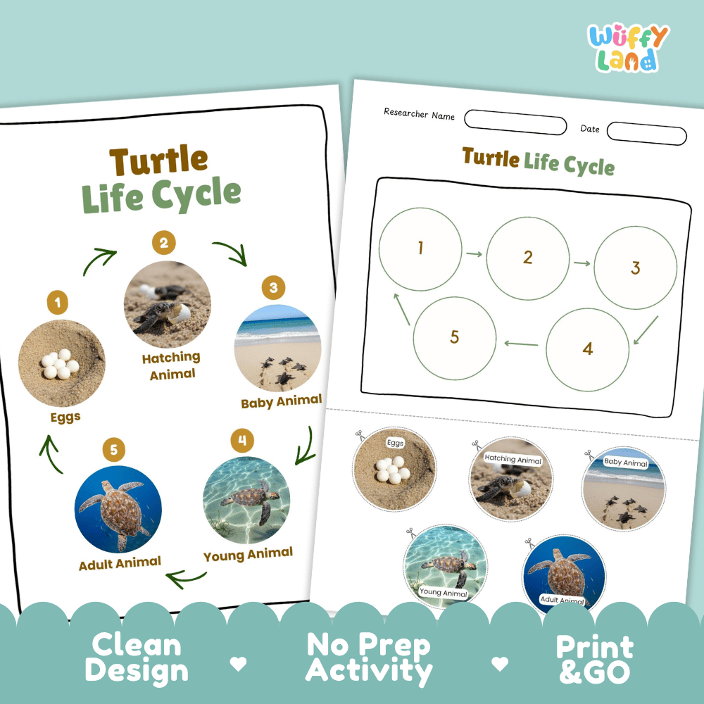 Turtle Lifecycle Poster and Cut and Paste Activity Worksheets | Ocean Animal Science Printables