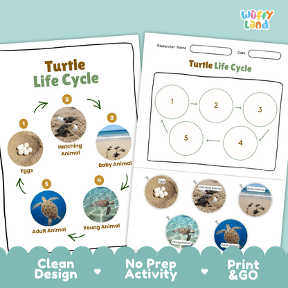 Turtle Lifecycle Poster and Cut and Paste Activity Worksheets | Ocean Animal Science Printables