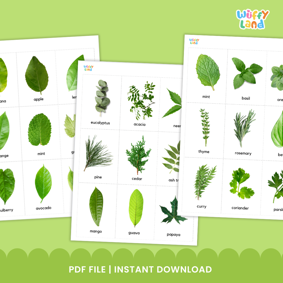 Educational printable set titled “Types of Leaf Flashcards” displayed on a wooden background. The cards feature high-quality images of different leaves such as eucalyptus, maple, banana, willow, oak, mint, elm, and papaya. Each card includes the leaf’s name in lowercase text. A bright orange badge reads “72 Card,” indicating the total number of flashcards included in the set, designed for nature study or classroom science lessons.