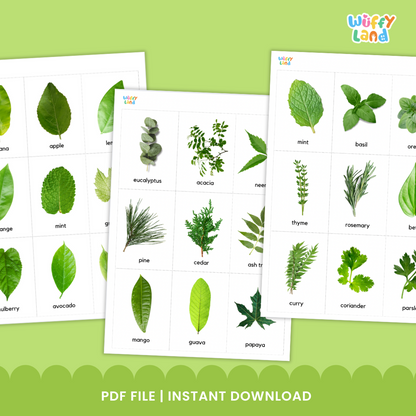 Educational printable set titled “Types of Leaf Flashcards” displayed on a wooden background. The cards feature high-quality images of different leaves such as eucalyptus, maple, banana, willow, oak, mint, elm, and papaya. Each card includes the leaf’s name in lowercase text. A bright orange badge reads “72 Card,” indicating the total number of flashcards included in the set, designed for nature study or classroom science lessons.