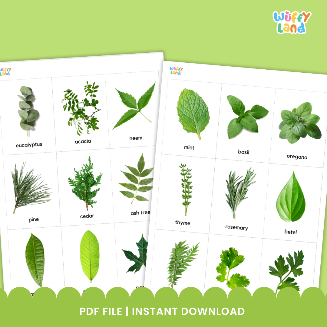 Educational printable set titled “Types of Leaf Flashcards” displayed on a wooden background. The cards feature high-quality images of different leaves such as eucalyptus, maple, banana, willow, oak, mint, elm, and papaya. Each card includes the leaf’s name in lowercase text. A bright orange badge reads “72 Card,” indicating the total number of flashcards included in the set, designed for nature study or classroom science lessons.