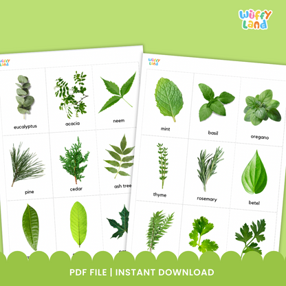 Educational printable set titled “Types of Leaf Flashcards” displayed on a wooden background. The cards feature high-quality images of different leaves such as eucalyptus, maple, banana, willow, oak, mint, elm, and papaya. Each card includes the leaf’s name in lowercase text. A bright orange badge reads “72 Card,” indicating the total number of flashcards included in the set, designed for nature study or classroom science lessons.