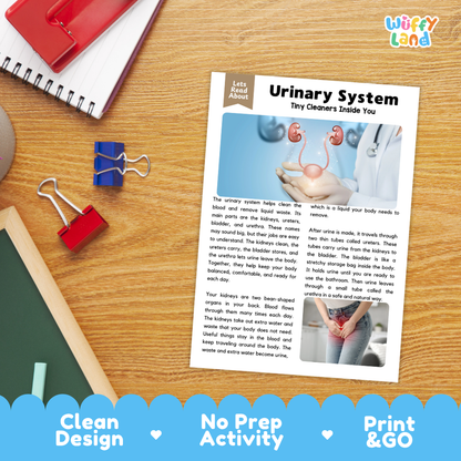 Student reading comprehension worksheet with short-answer questions and lined sections about the human urinary system