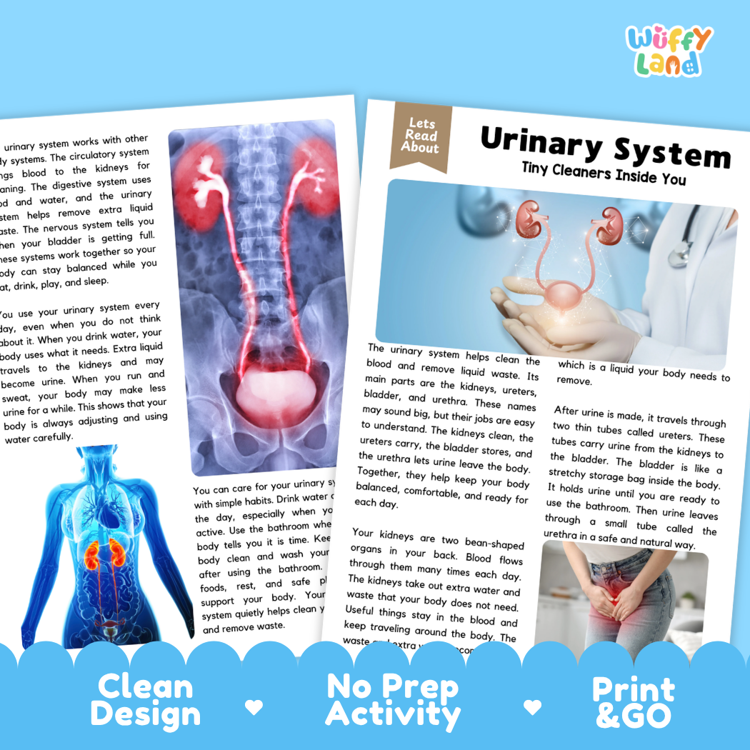 Teacher answer key page showing complete question solutions for Urinary System human body reading comprehension practice