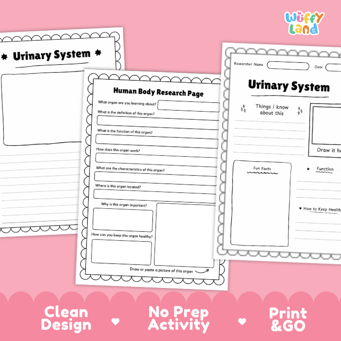 Urinary System Human Body Research Page | Excretory & Anatomy Worksheets