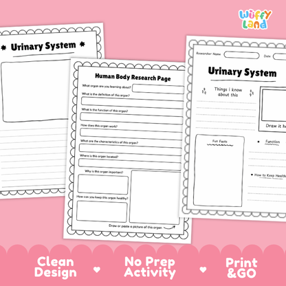 Urinary System Human Body Research Page | Excretory & Anatomy Worksheets