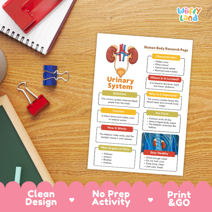 Urinary System Human Body Research Page | Excretory & Anatomy Worksheets