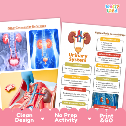 Urinary System Human Body Research Page | Excretory & Anatomy Worksheets