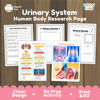 Urinary System Human Body Research Page | Excretory & Anatomy Worksheets