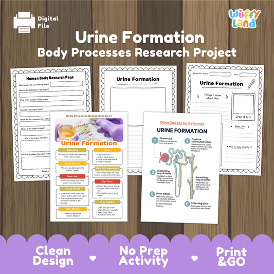 Digital educational resource cover for 'Urine Formation: Body Processes Research Project' by Wiffy Land, displayed on a wood background with sample worksheet pages and an infographic.