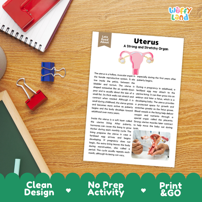 Student reading comprehension worksheet with short-answer questions and lined sections about the human uterus