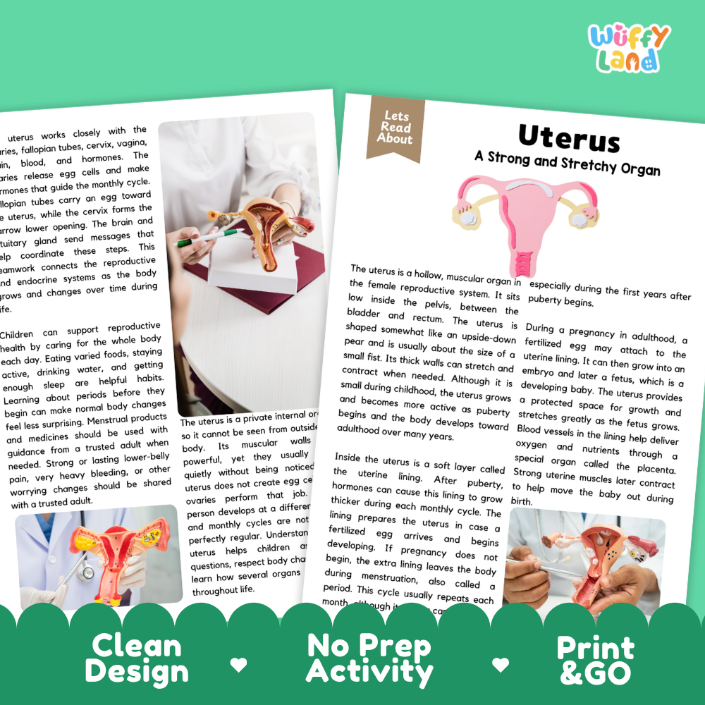 Teacher answer key page showing complete question solutions for Uterus human body reading comprehension practice