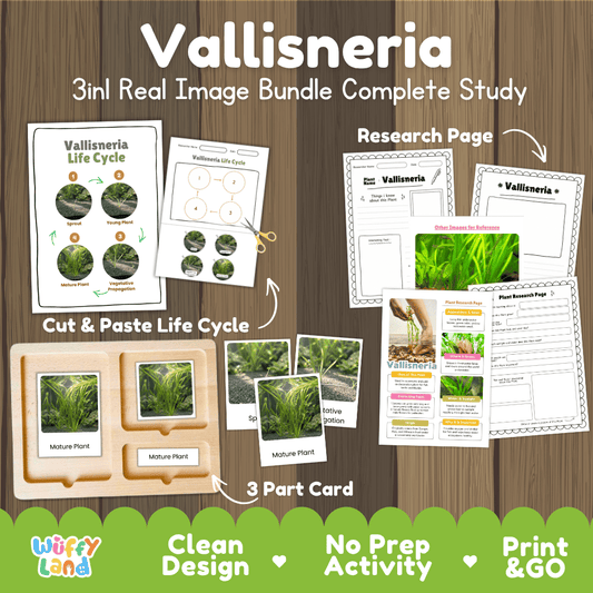 Vallisneria plant 3in1 real image bundle complete study printable featuring life cycle cut and paste worksheets, Montessori 3-part cards, and research pages