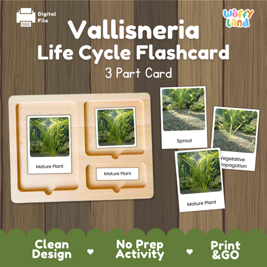 Vallisneria Life Cycle Flashcard 3 Part Card Science Printable Activity