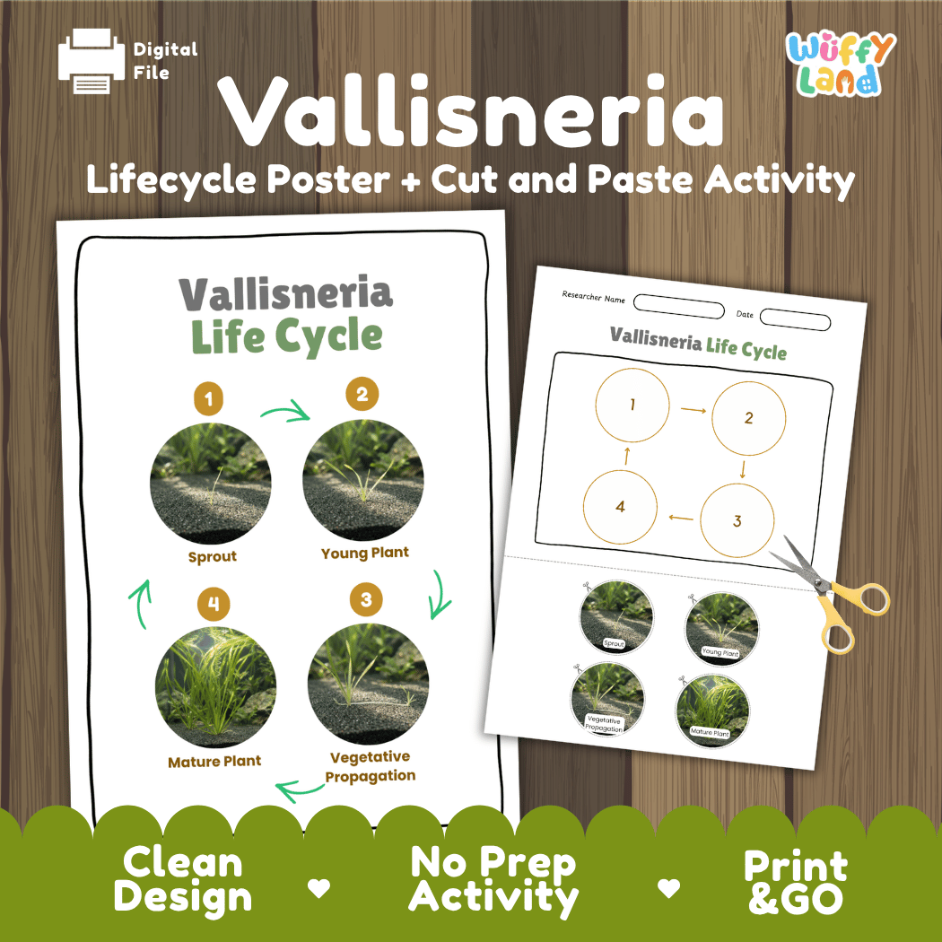 Vallisneria Life Cycle Poster and Cut and Paste Activity Worksheets