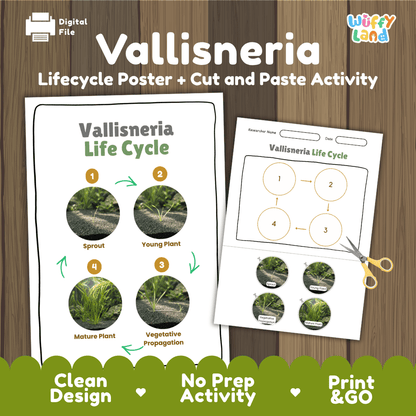 Vallisneria Life Cycle Poster and Cut and Paste Activity Worksheets