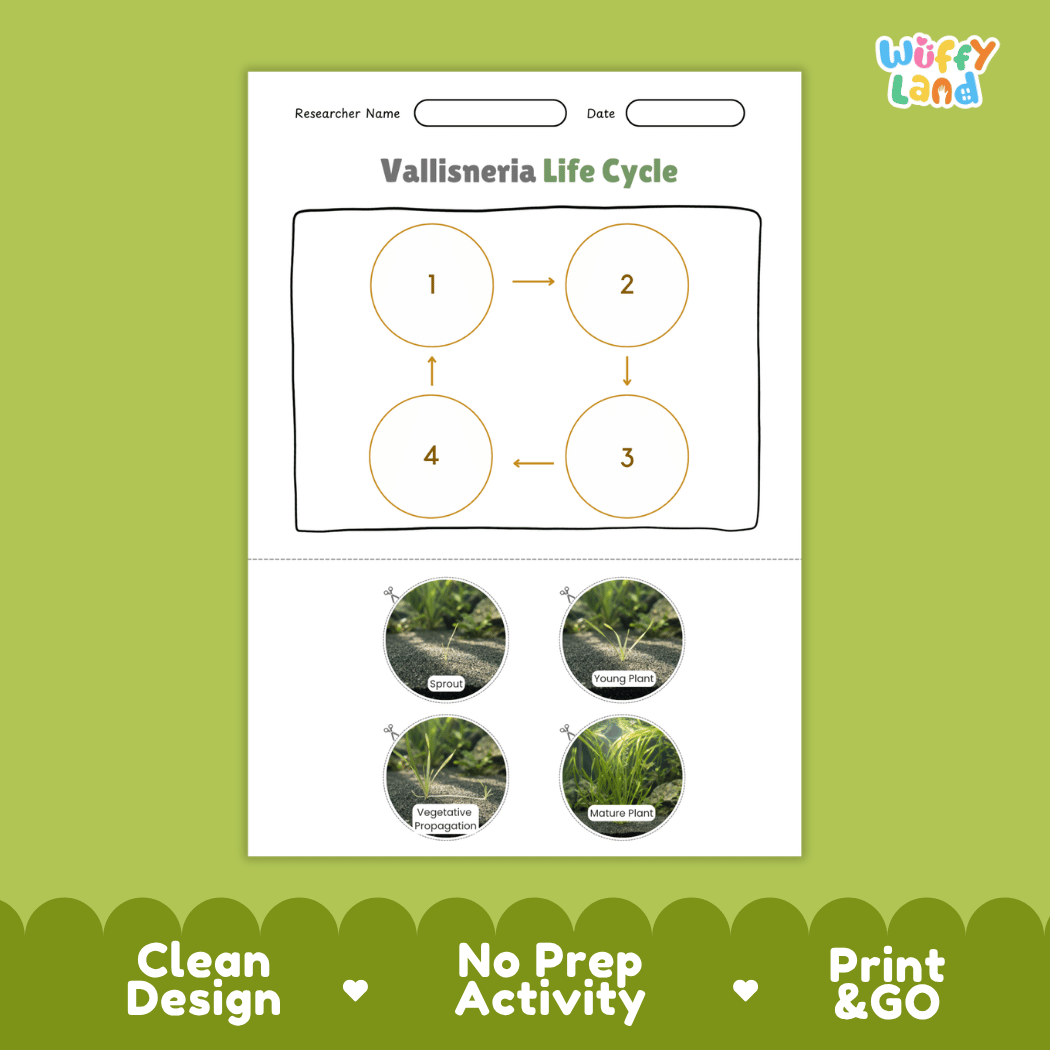 Vallisneria Life Cycle Poster and Cut and Paste Activity Worksheets