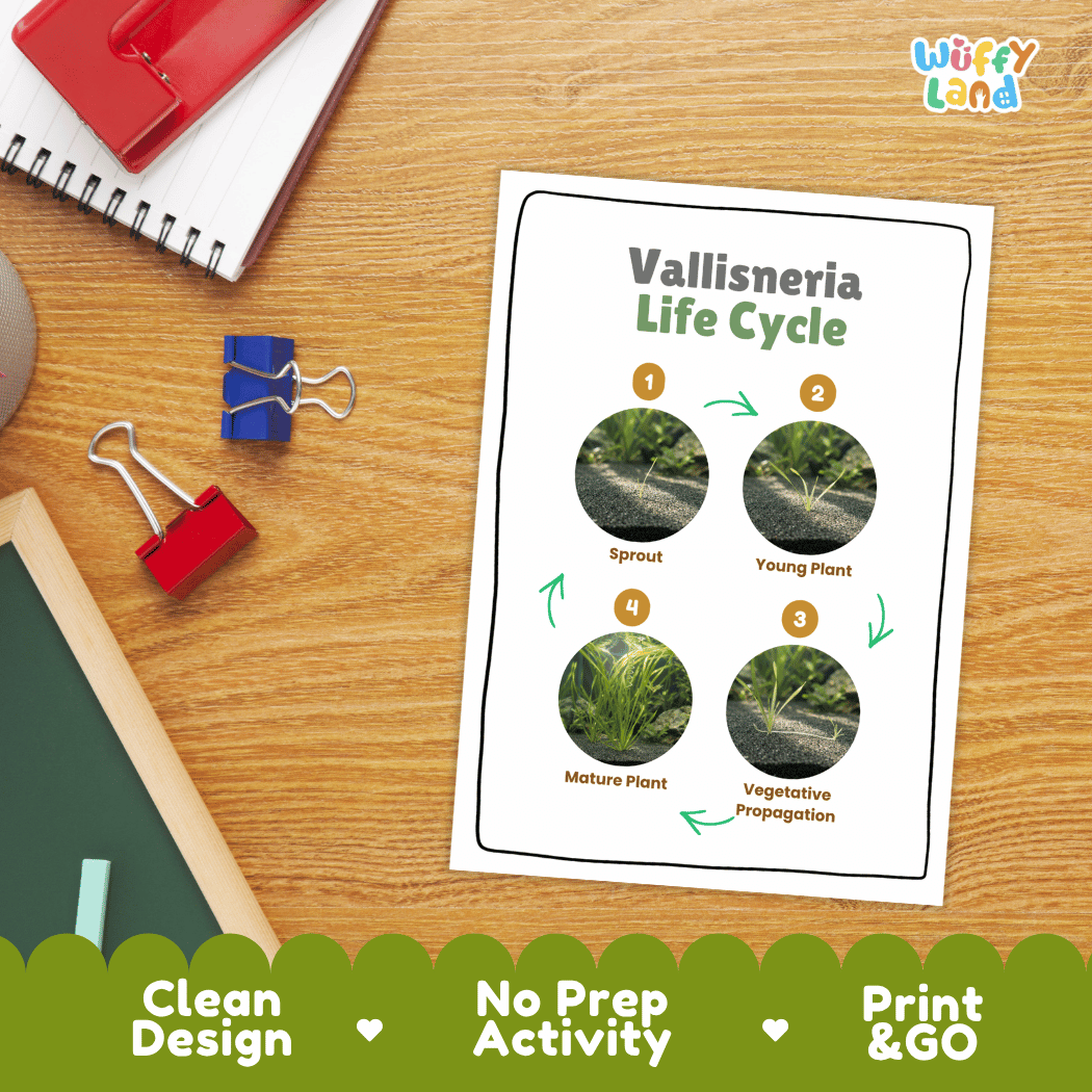 Vallisneria Life Cycle Poster and Cut and Paste Activity Worksheets