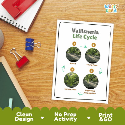 Vallisneria Life Cycle Poster and Cut and Paste Activity Worksheets