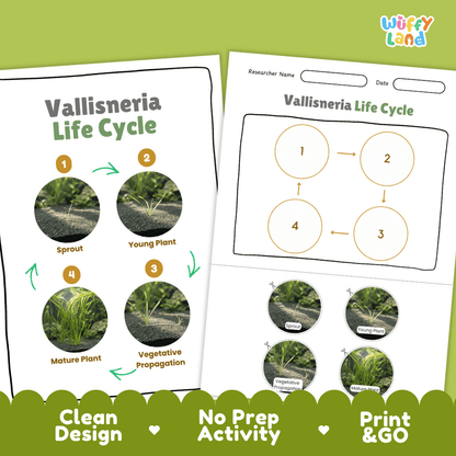 Vallisneria Life Cycle Poster and Cut and Paste Activity Worksheets