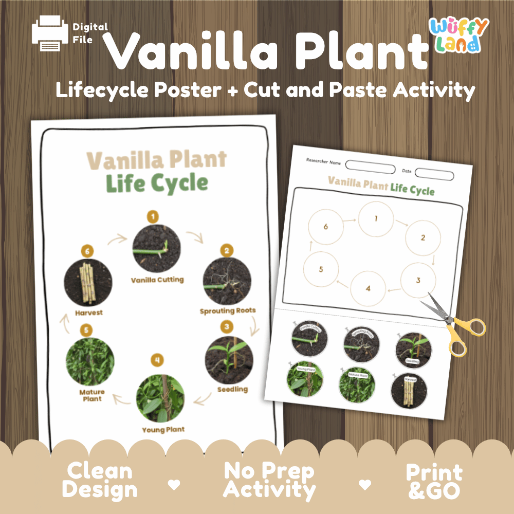 Vanilla Plant Lifecycle Poster and Cut and Paste Activity Worksheets | Plant Science Printables